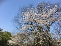 -武汉大学-樱园