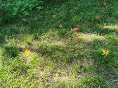 -黄海国家森林公园