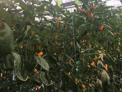 景点-兰陵国家农业公园