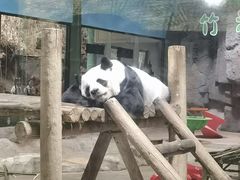 -栾川竹海野生动物园