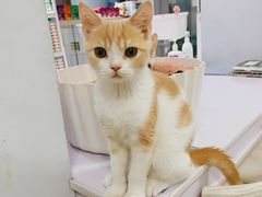 -喵的天空名猫咖啡馆·撸猫·猫舍·用品