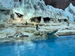 -帝企鹅自助餐厅•儿童岛•真企鹅(长隆企鹅酒店)