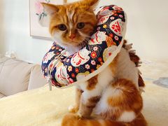 -关爱宠物医院·猫科中心·消化科(滨湖万达分院)