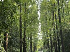 -东平国家森林公园