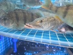 -瑞琳阿尔泰冷水鱼(康源财富中心店)