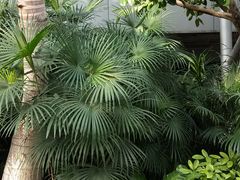 -北京植物园-展览温室