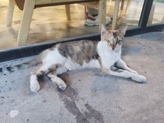 -猫里有甜