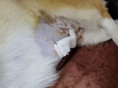 -佑安动物医院·全科·内窥镜中心(幸福巷店)