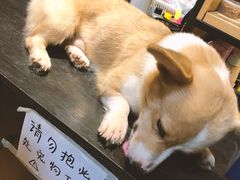 -more than meow吴止猫主题餐厅(承德 中船汇店)