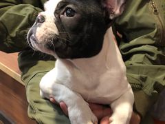 -柯斗斗主题餐厅·狗咖·围炉煮茶·茶饮(国瑞升平里店)