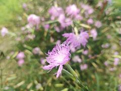 -广西壮族自治区药用植物园