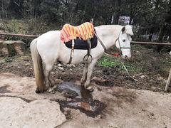 -铁山坪森林公园