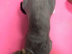 -宠福鑫康馨动物医院·骨科·眼科