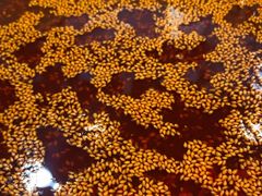 -徐妹串串香(春熙路店)