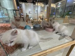 -藏猫猫咖啡主题馆(中央大道店)