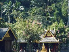 -西双版纳原始森林公园