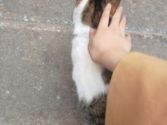 -梵猫·轻客栈(大理古城北门店)