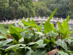 -华南师范大学石牌校区陶园