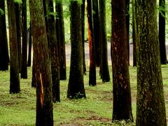 -上海共青森林公园