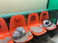 -猫咪博物馆(顶澳仔猫街店)