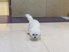 -帕帕拉兹宠物(亚洲旗舰店)