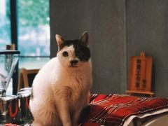 -猫里有甜