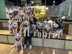 -Husky Go! 哈士奇体验馆·宠物咖啡厅狗咖