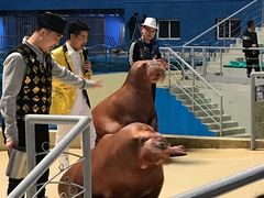 -泉城欧乐堡海洋极地世界