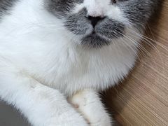 -喵园·猫主题咖啡厅·撸猫·猫咖(国贸店)