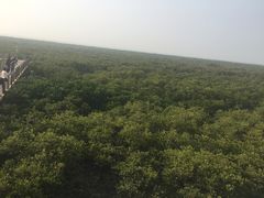 -北海金海湾红树林生态旅游区