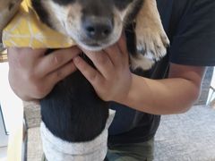 -南京Hallo宠物乐园·哈罗犬舍·柴犬繁育基地