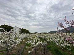 -树山生态村
