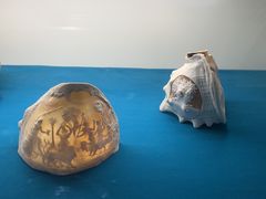 -青岛贝壳博物馆