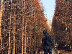 -桤木河湿地公园