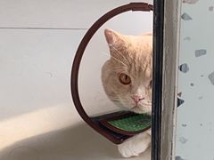 -创凡宠物医院·骨专科  猫科中心(西乡分院)