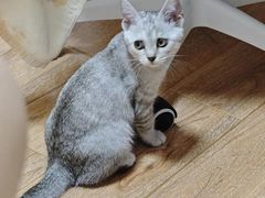 -宠颐生猫科·内科皮肤科(西平世纪城店)