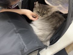-瑞鹏宠物医院·骨外科·心肾科·肿瘤科(九亭店)