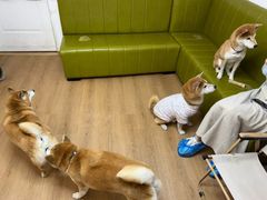 -是阿柴呀！柴犬咖啡·爱喵喵猫咖
