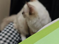 -安安宠医宠物医院·异宠·犬猫内科(岳阳分院)