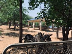 -石家庄市动物园