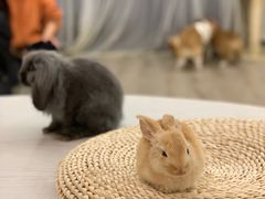 -浣熊柯尔鸭土拨鼠·电玩咖