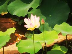 -滕州微山湖红荷湿地景区