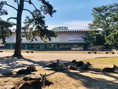 -奈良公园