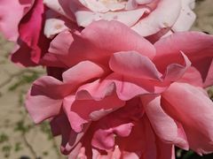 -丽泽山庄·生态怀柔菜·虹鳟鱼(红螺寺店)