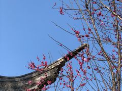 -秋霞圃