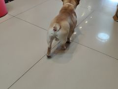-精灵岛宠物生活馆(洪泽花园店)