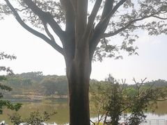 -东莞植物园