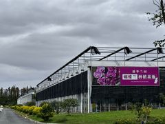 -龙大花卉苗木市场