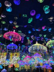 点击看大图 -萌兔星空蹦床撸兔馆