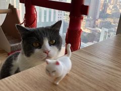-Catmate·猫肥家润(金润铂宫店)